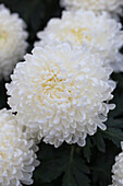 Chrysanthemum indicum 'Snowdon White'