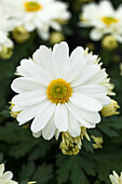 Chrysanthemum 'Pemba White'(s)