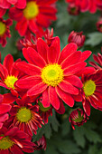 Chrysanthemum 'Pemba Red'(s)