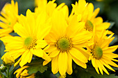 Chrysanthemum 'Pemba Yellow'(s)