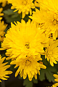 Chrysanthemum Island-Pot-Mums 'Tupai'(s)