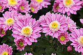 Chrysanthemum Island-Pot-Mums 'Preveto'(s)
