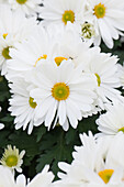 Chrysanthemum Island-Pot-Mums 'Salina White'(s)