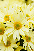 Chrysanthemum 'Asia-Cut Mums® Colombo Yellow'(s)
