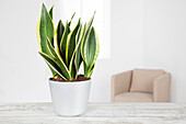 Sansevieria trifasciata 'Black Gold'