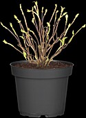 Hydrangea macrophylla 'Diva Fiore'®