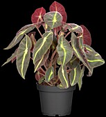 Begonia listada