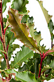 Photinia serratifolia 'Crunchy'®