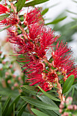 Callistemon citrinus