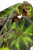Begonia rex 'Decora'
