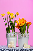 Tulipa und Narcissus