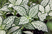 Fittonia albivenis