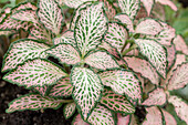 Fittonia albivenis