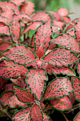 Fittonia albivenis