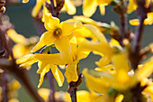 Forsythia x intermedia