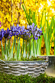 Iris reticulata