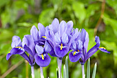 Iris reticulata