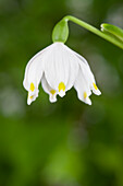 Leucojum vernum