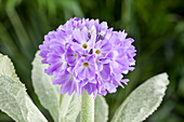 Primula denticulata