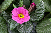 Primula vulgaris