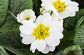 Primula vulgaris