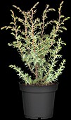 Juniperus