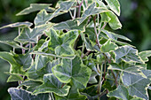 Hedera helix, grün-weiß