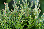 Thuja