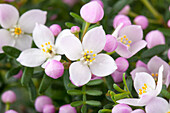 Boronia anemonifolia