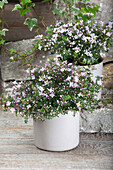 Boronia anemonifolia