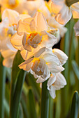 Narcissus Bridal Crown