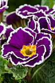 Primula vulgaris 'Sirocco'