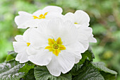 Primula vulgaris