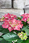 Hydrangea macrophylla, red