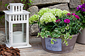 Dianthus caryophyllus , Hydrangea macrophylla, white