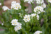 Myosotis sylvatica, weiß