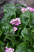 Myosotis sylvatica, pink