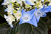 Hydrangea macrophylla, blau