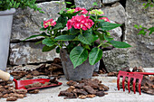 Hydrangea macrophylla, rot