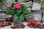 Hydrangea macrophylla, red