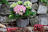 Hydrangea macrophylla, rosa