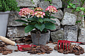 Hydrangea macrophylla, red