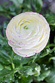 Ranunculus asiaticus, weiß