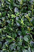 Buxus sempervirens