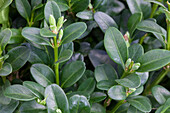 Buxus