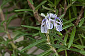 Rosmarinus officinalis 'Capri'
