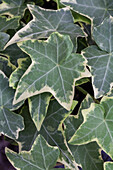 Hedera helix, grün-weiß