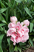 Dianthus