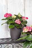 Hydrangea macrophylla, red