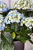 Hydrangea macrophylla, blau